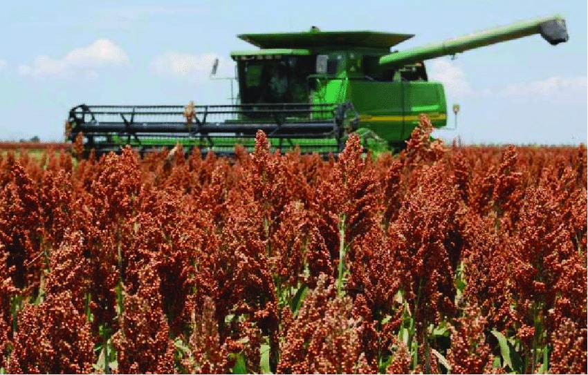 Recomendaciones para sacarle el máximo provecho en planteos ganaderos al sorgo forrajero