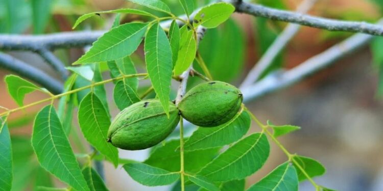 La EEAOC hizo cartas fenológicas de la región para productores tucumanos y del NOA de nuez pecán