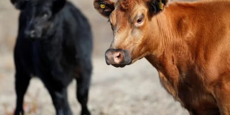 Argentina podría aumentar un 30% su producción de carne vacuna