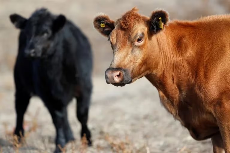 Argentina podría aumentar un 30% su producción de carne vacuna