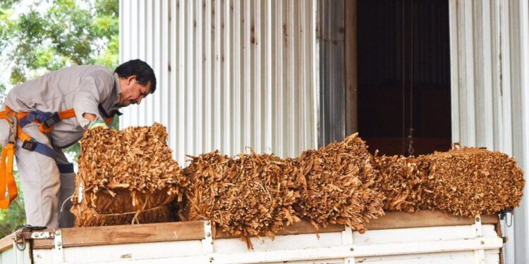 En Tucumán ya se acopió 1.200.000 kilos de tabaco