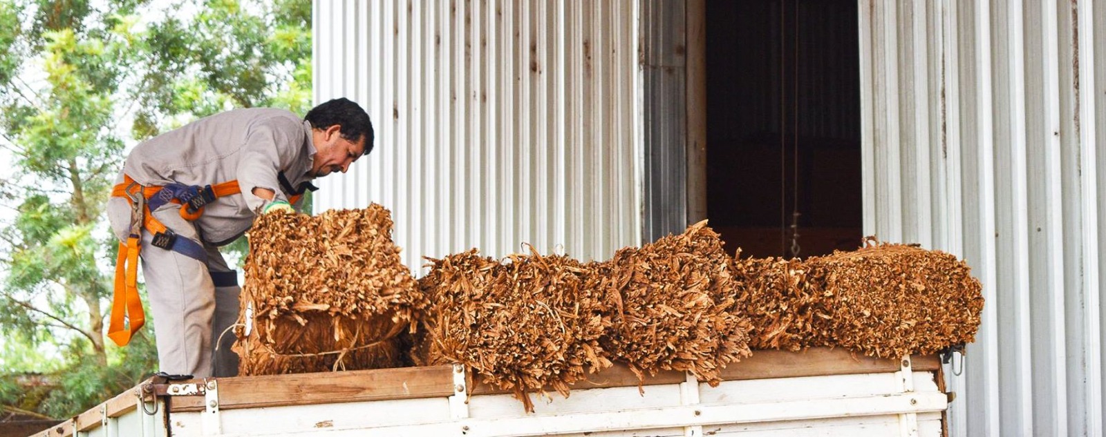 En Tucumán ya se acopió 1.200.000 kilos de tabaco