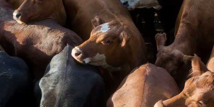 Demanda muy selectiva y precios en baja para los novillos en el Mercado Agroganadero