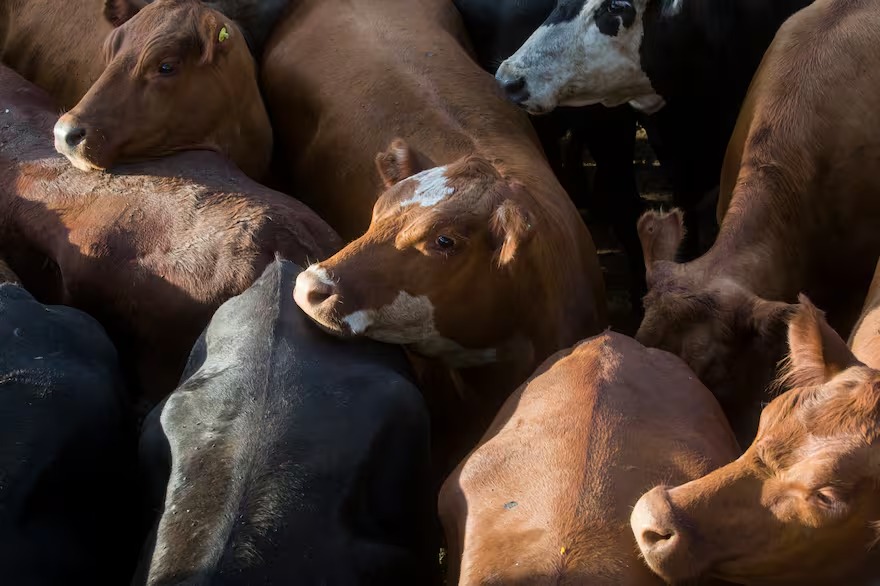 Demanda muy selectiva y precios en baja para los novillos en el Mercado Agroganadero