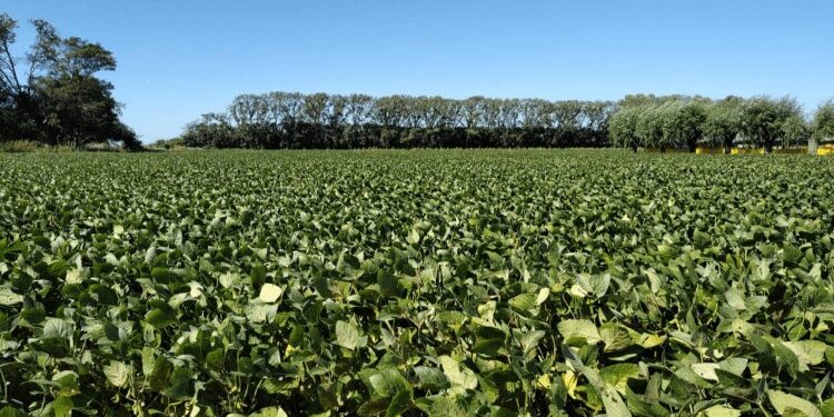 Una buena: avanza la cosecha y muestra que los daños de la ola de calor no fueron tan graves