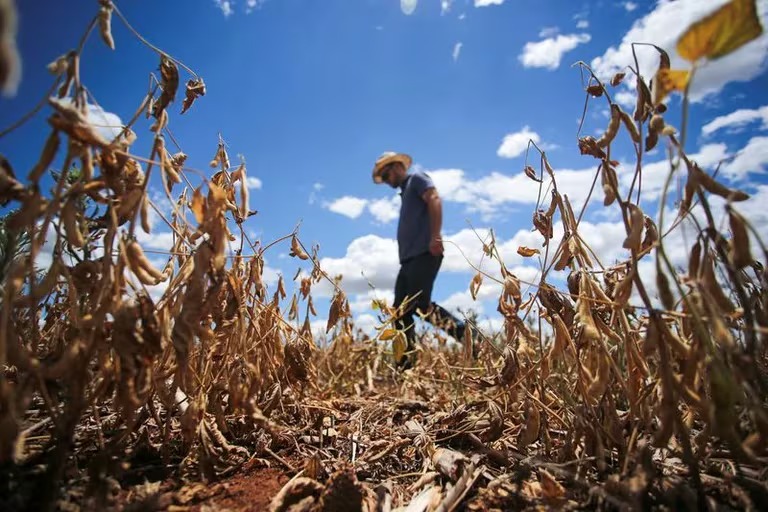 Sequía: la Argentina perdió el lugar de primer exportador mundial de harina de soja