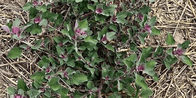 Alerta amarilla: la quinoa se suma al listado de malezas resistentes a glifosato