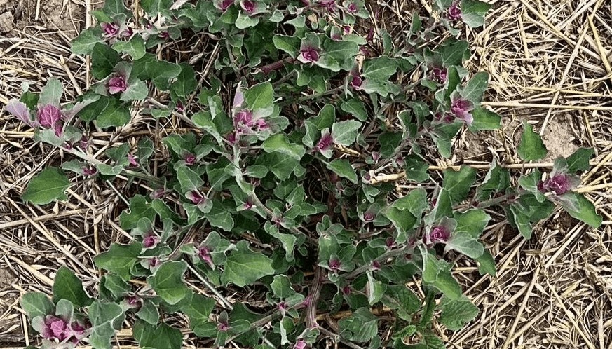 Alerta amarilla: la quinoa se suma al listado de malezas resistentes a glifosato