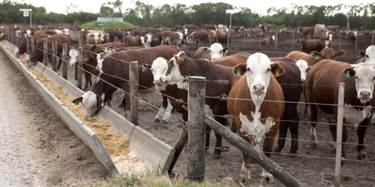 Cambio de tendencia: los exportadores comienzan a copar los feedlots