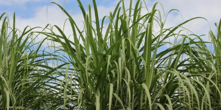 El desafío de la utilización de maduradores en caña de azúcar