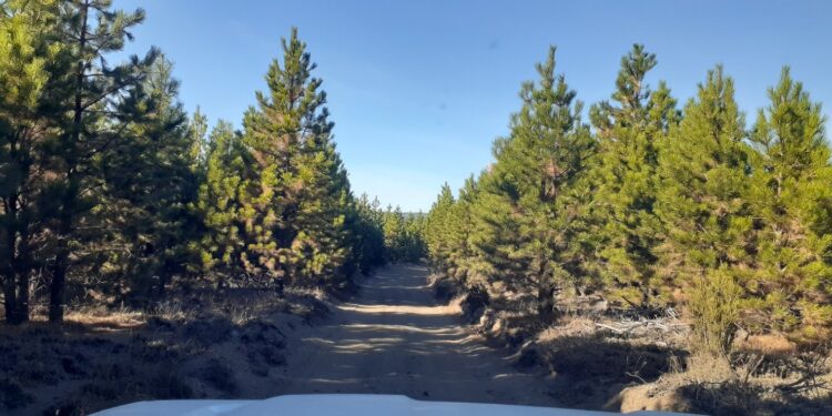 Día Internacional de los Bosques: Control de plagas para preservar el patrimonio forestal