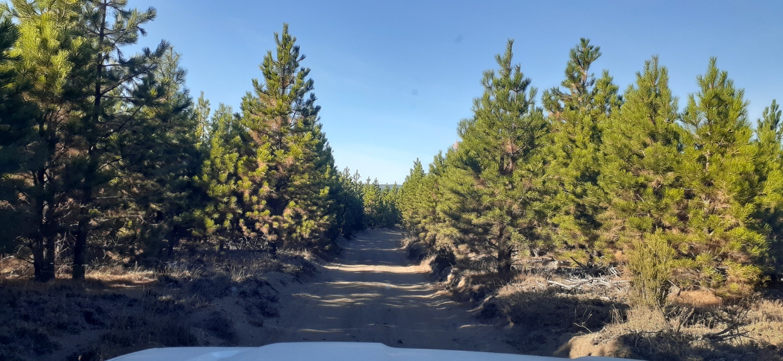 Día Internacional de los Bosques: Control de plagas para preservar el patrimonio forestal