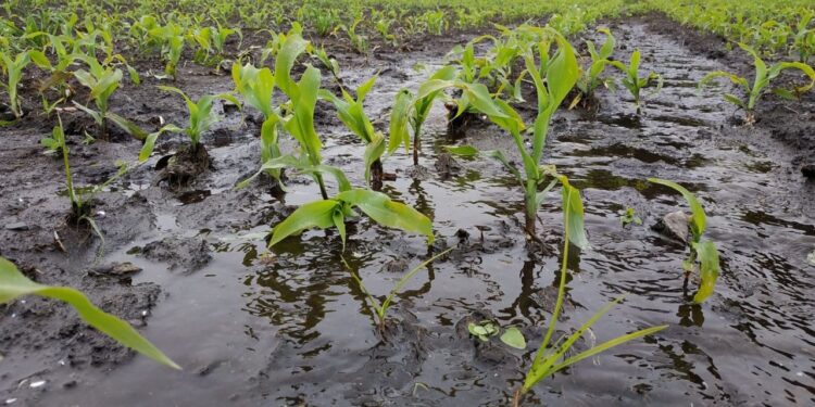 Productores del maíz evalúan cosechar con mayor humedad ante la posibilidad de nuevos daños