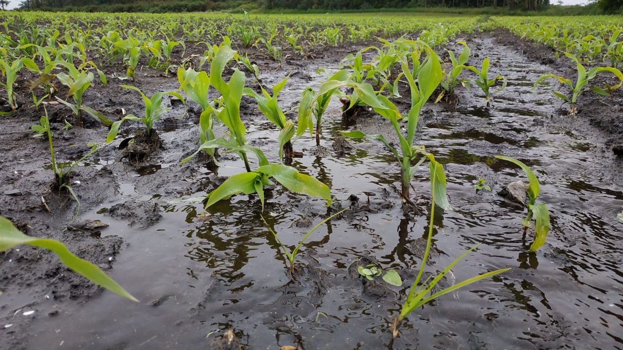 Productores del maíz evalúan cosechar con mayor humedad ante la posibilidad de nuevos daños