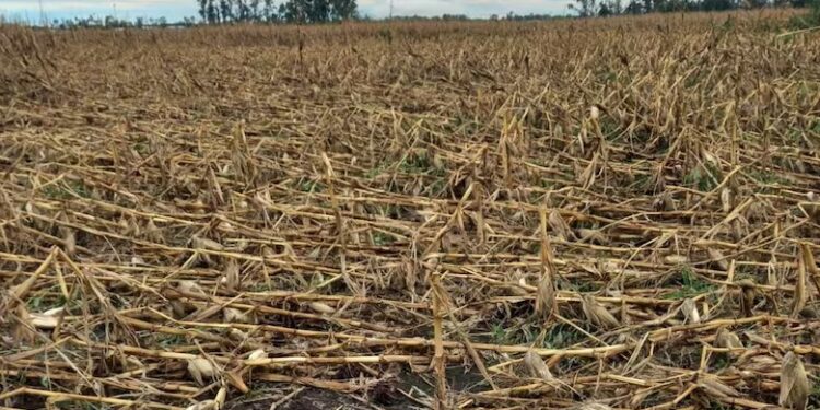 “Pronóstico reservado”: anticipan cuántos días pasarán sin nuevas tormentas y cómo serán los próximos temporales