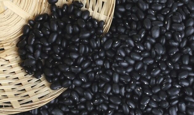 La producción de poroto es una excelente alternativa para la diversificación agrícola del NOA