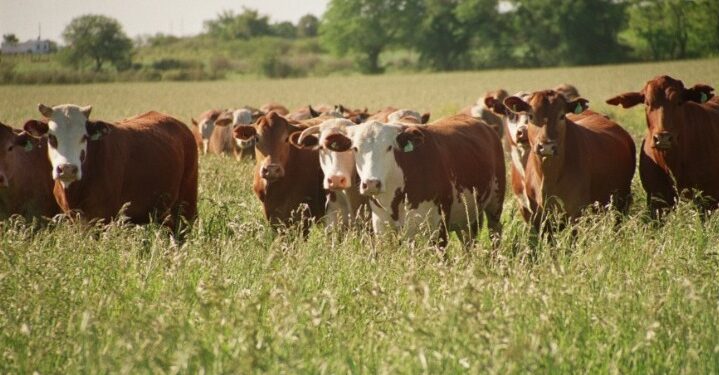Argentina bate récords en exportación de carne vacuna en 2024