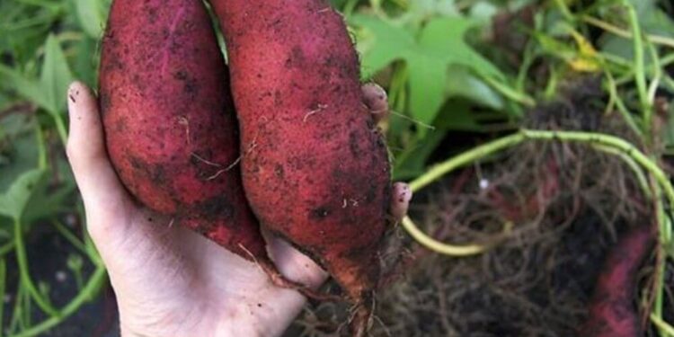 ¿Cuál es el cultivar de batata preferido por los consumidores? Los datos que reveló un estudio del INTA