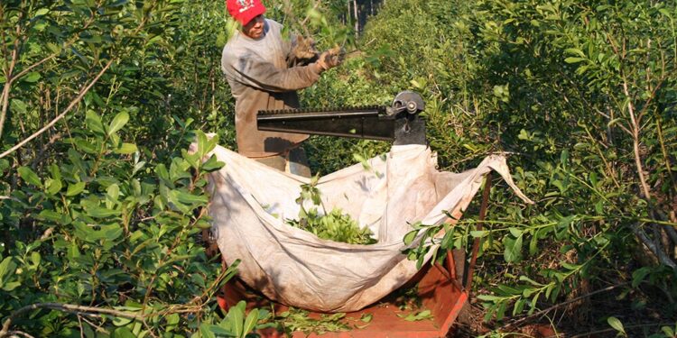 La yerba mate crece en producción, ventas y exportaciones