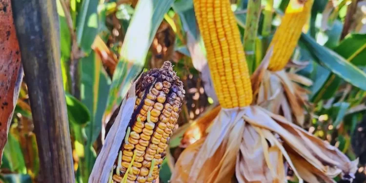 Ya se perdieron 225.000 hectáreas a causa de la chicharrita del maíz y se sigue derrumbando la cosecha
