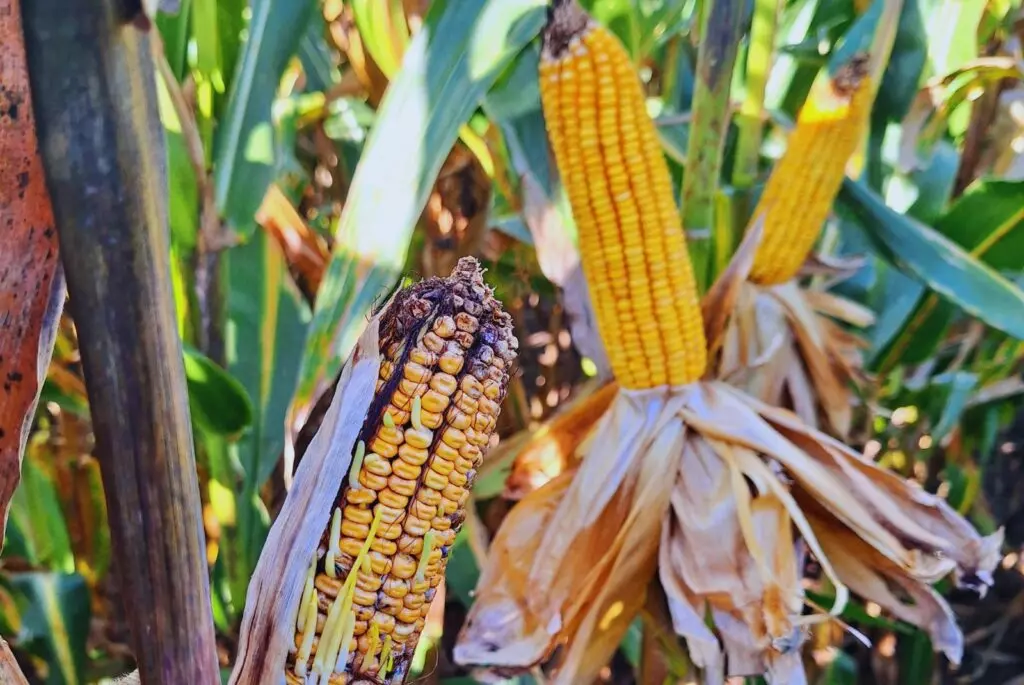 Ya se perdieron 225.000 hectáreas a causa de la chicharrita del maíz y se sigue derrumbando la cosecha