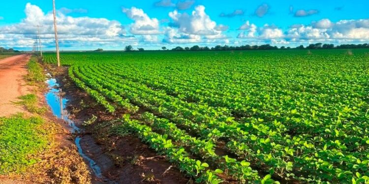 Estrategias agronómicas para que el agua de las lluvias quede en el lote
