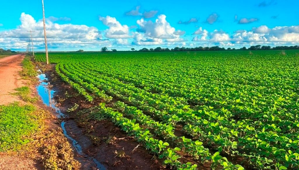 Estrategias agronómicas para que el agua de las lluvias quede en el lote