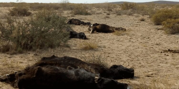 Alerta en el sur de La Pampa por la muerte de 5.000 animales