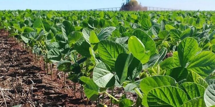 Productores sojeros de Tucumán se entusiasman y esperan que los rindes estén dentro de la media