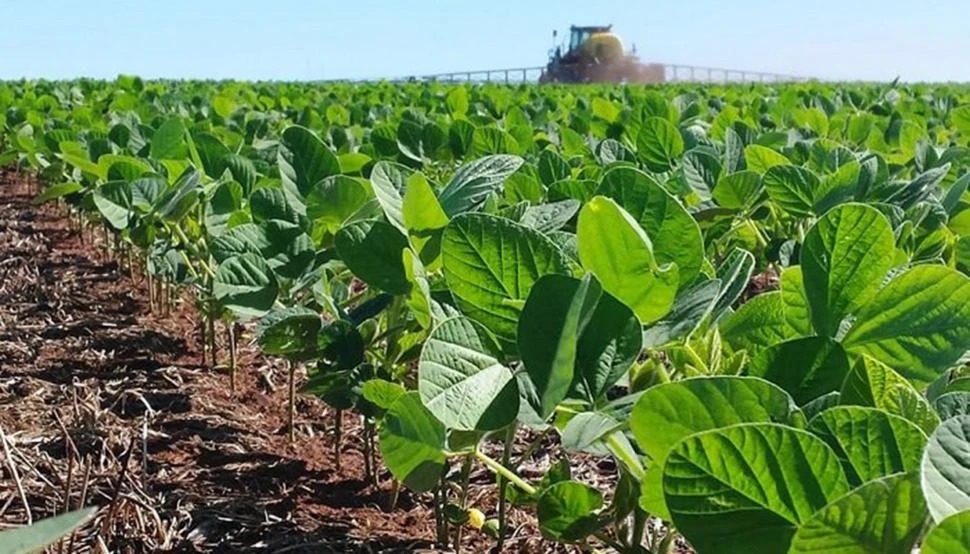 Productores sojeros de Tucumán se entusiasman y esperan que los rindes estén dentro de la media