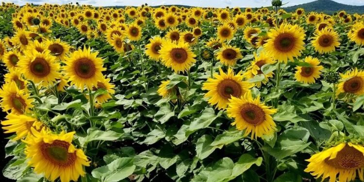 El NOA muestra potencial para que el girasol sea un cultivo conveniente y rentable