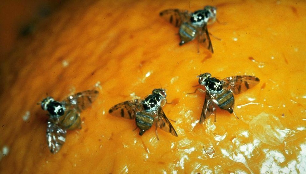 Alerta por la mosca de los frutos en el NOA