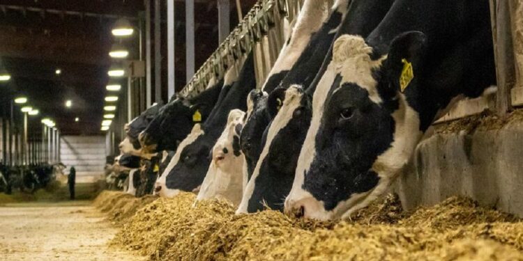 EE.UU.: se confirma un raro caso humano de gripe aviar en una lechería de Texas