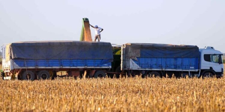 El costo del flete: se necesita 13% más soja y 20% más maíz que el año pasado para pagar el camión