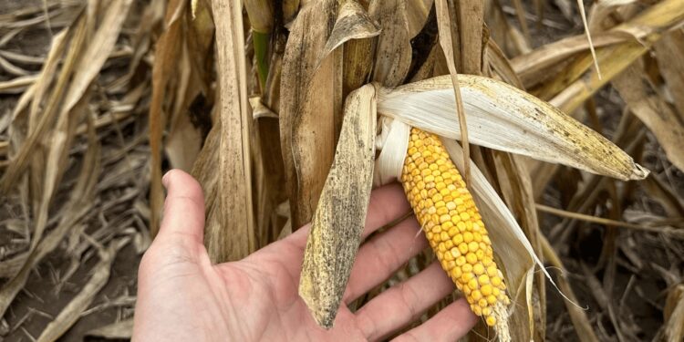 Miles de toneladas perdidas por la chicharrita del maíz, en Santa Fe evalúan declarar la emergencia