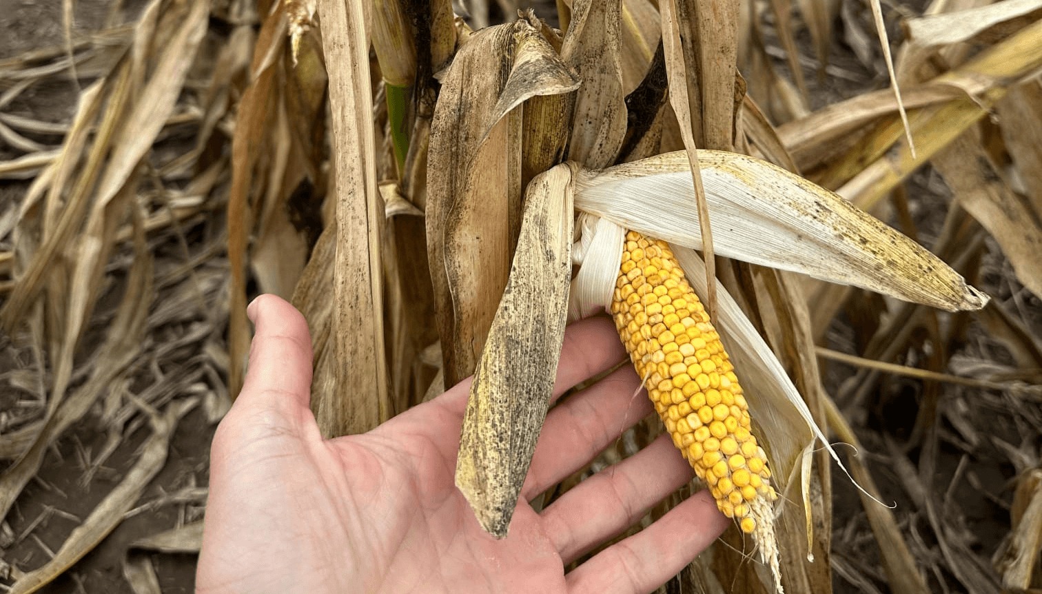 Miles de toneladas perdidas por la chicharrita del maíz, en Santa Fe evalúan declarar la emergencia
