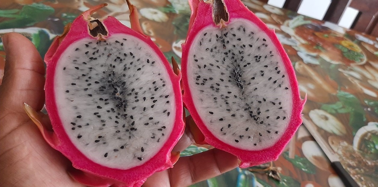 Pitahaya: un fruto emergente que empieza a conquistar el norte argentino