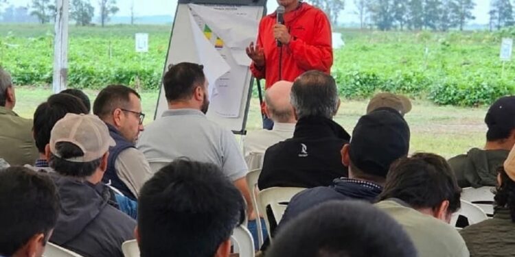 La charla sobre Dalbulus maidis acaparó la atención en el Día de Campo de la Eeaoc