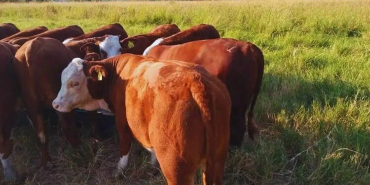 Otoño es el momento clave para planificar el rodeo de cría