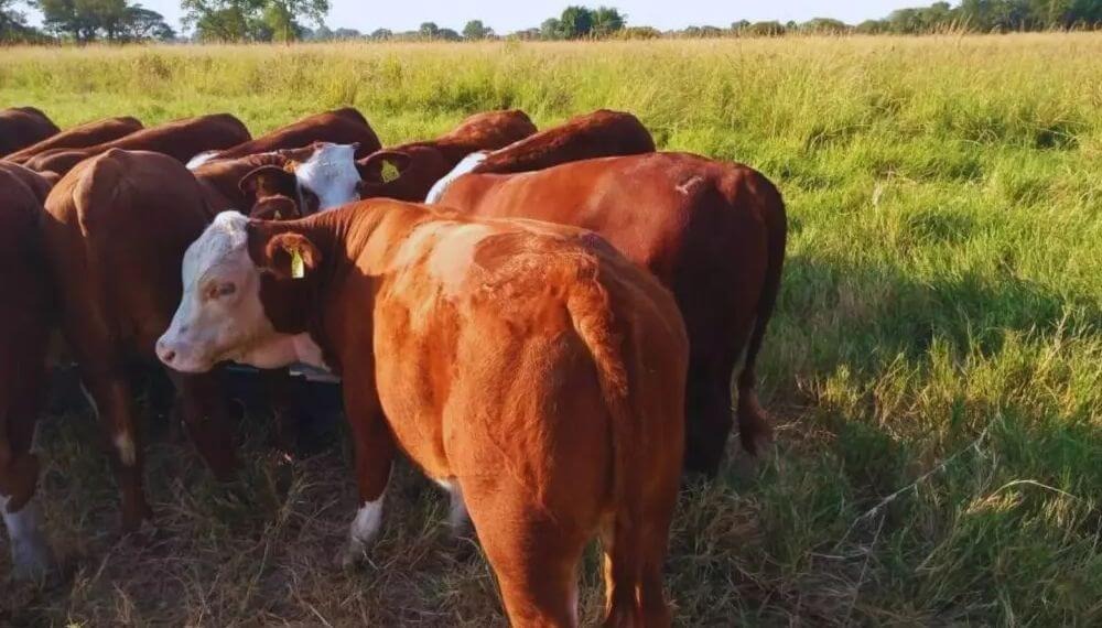 Otoño es el momento clave para planificar el rodeo de cría
