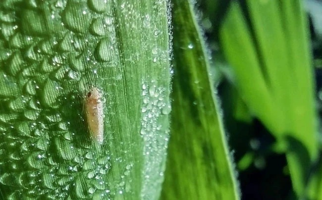 Chicharrita: el Senasa acelera el proceso para aprobar insecticidas