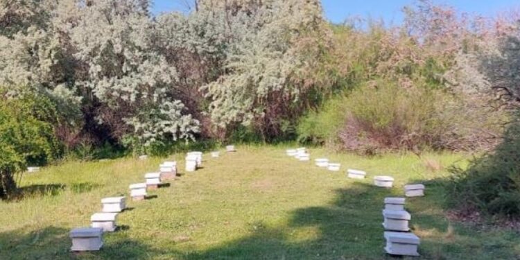 Se certificó la exportación de abejas reina y acompañantes desde Río Negro a Italia y España
