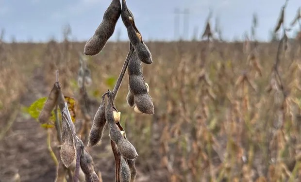 Las lluvias frenaron la cosecha gruesa y estiman una pérdida de rendimiento de hasta el 20 %