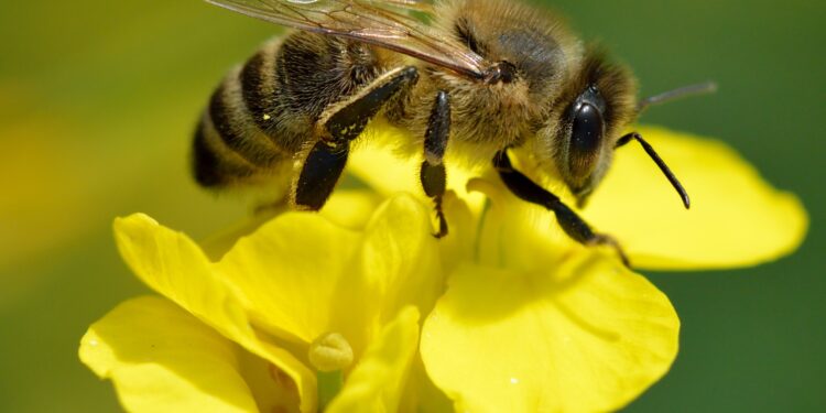 Celebrando a nuestros polinizadores: preparándonos para el Día Mundial de las Abejas