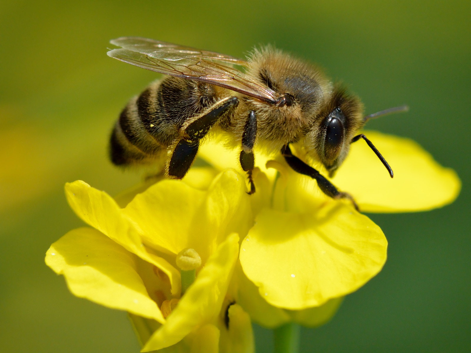 Celebrando a nuestros polinizadores: preparándonos para el Día Mundial de las Abejas
