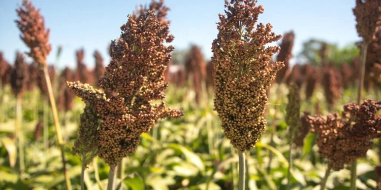 Realizaron un análisis comparativo de 21 variedades de sorgo en tres localidades