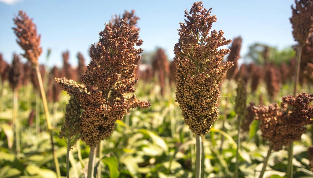 Realizaron un análisis comparativo de 21 variedades de sorgo en tres localidades