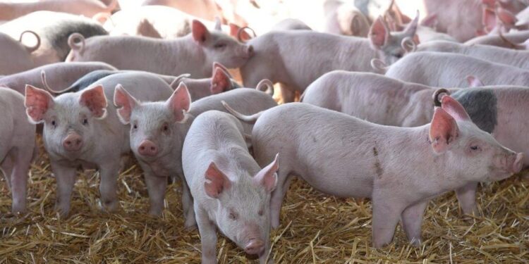 Sin rentabilidad, advierten por múltiples cierres de granjas de producción porcina