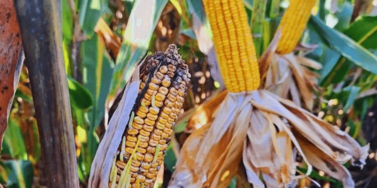 Chicharrita del maíz: Vilella estima que ya generó una pérdida de U$S 1.500 millones