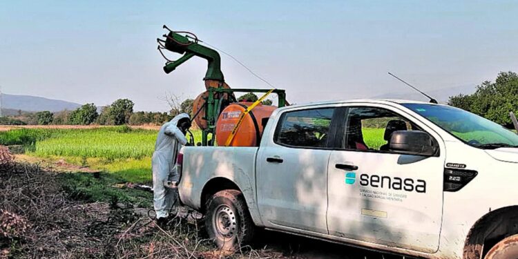 Los centros regionales del Senasa se reunieron para coordinar acciones contra las langostas